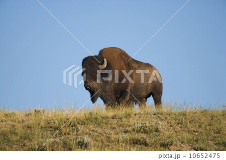 Silhouette of American Bison (Bison bison) on grassy field Silhouette of American Bison (Bison bison) on grassy field 10652475