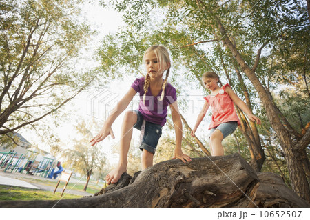Two little girls (4-5, 6-7) climbing on very large tree branch 10652507
