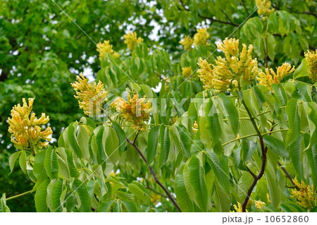 マロニエの花 マロニエの花 10652860
