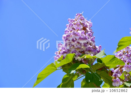 桐の花 10652862