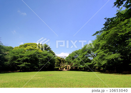 駒場公園の新緑 駒場公園の新緑 10653040