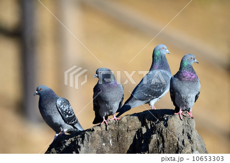 カワラバト 10653303