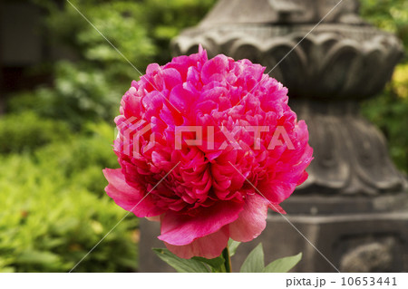 石光寺 春景色 石光寺 春景色 10653441