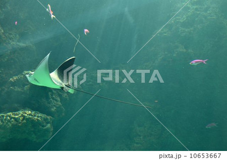 アクアマリンふくしま 10653667