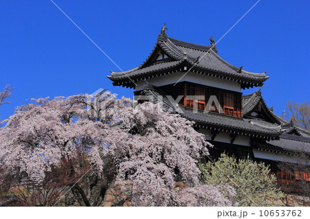 郡山城のしだれ桜 郡山城のしだれ桜 10653762