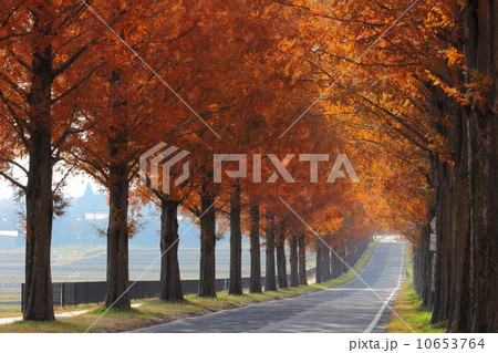マキノ メタセコイア並木の紅葉 マキノ メタセコイア並木の紅葉 10653764