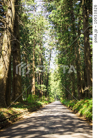日光杉並木 10653826