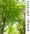 新緑の木陰－１ 10654031