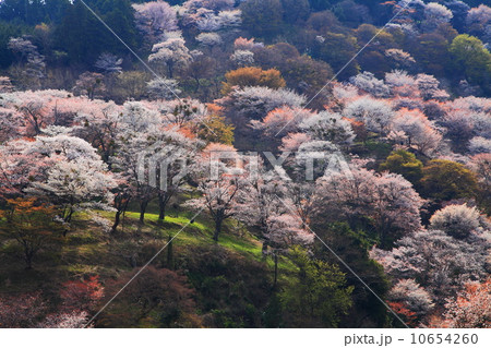 吉野の春 10654260