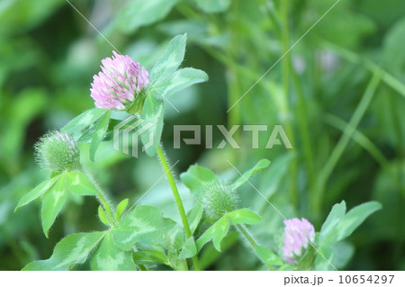レッドクローバー 10654297