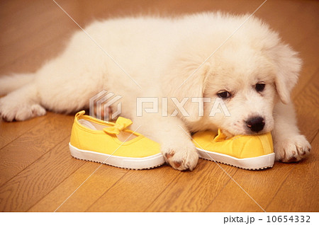かわいい子犬 かわいい子犬 10654332