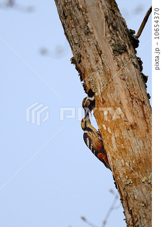 オオアカゲラ 10654370