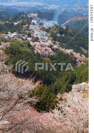 吉野山の桜満開 吉野山の桜満開 10654397