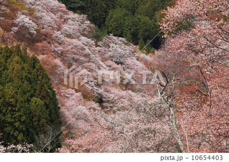 吉野山上千本桜満開 吉野山上千本桜満開 10654403