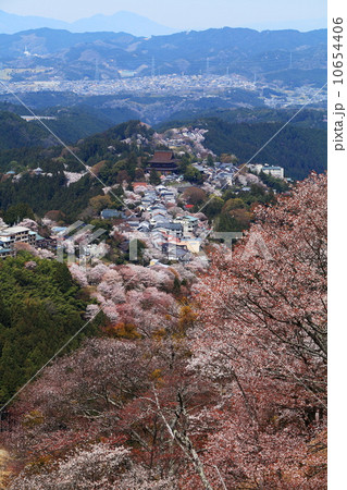 吉野山桜満開 10654406