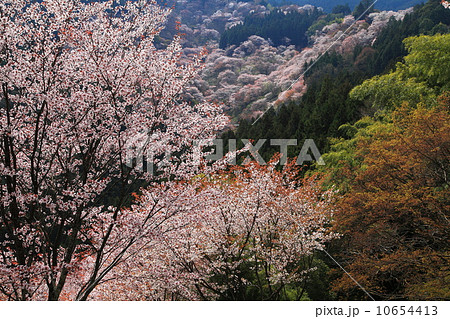 吉野の春桜満開 10654413