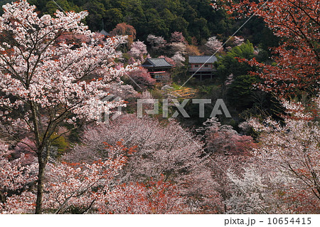 吉野の春桜満開 吉野の春桜満開 10654415