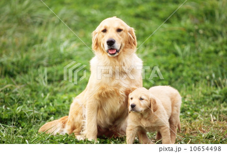 かわいい子犬 10654498