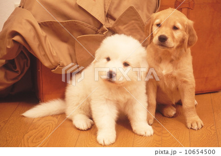 かわいい子犬 10654500