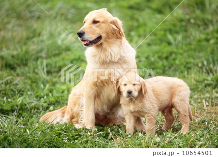 かわいい子犬 10654501