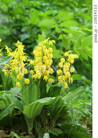 キエビネ 10654533