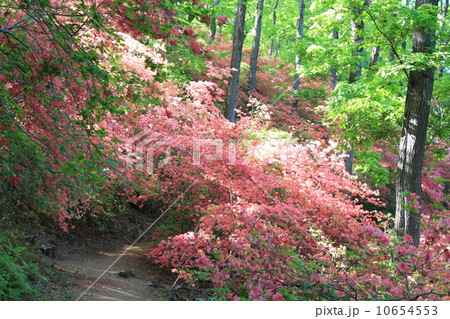 美の山公園のツツジ 美の山公園のツツジ 10654553