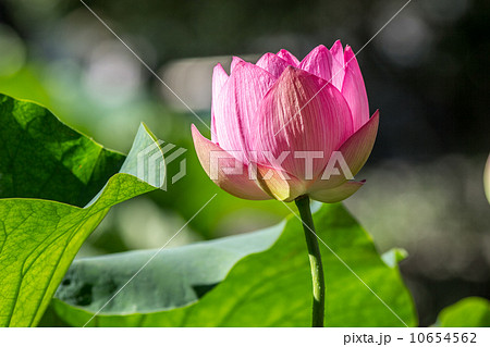 夏の花 ハス（原始蓮）＠府中・郷土の森公園の修景池 10654562