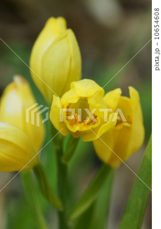 キンラン 10654608