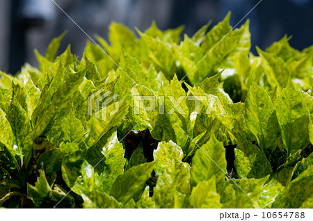 斑入りアオキ 斑入りアオキ 10654788