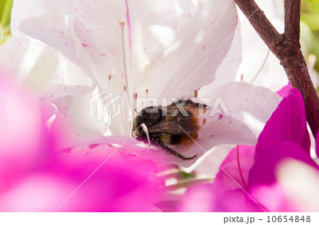 ツツジの蜜を集めるクマバチ ツツジの蜜を集めるクマバチ 10654848