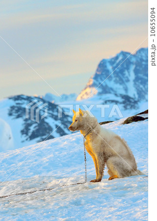 greenland dog greenland dog 10655094
