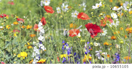 summer flowers on filed 10655105