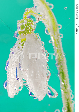 snowdrop in water with bubbles on green background snowdrop in water with bubbles on green background 10655109