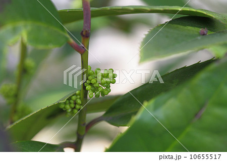 ハガキノキの花の蕾 ハガキノキの花の蕾 10655517