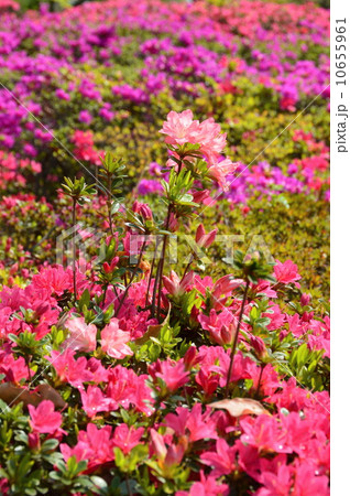 ピンク色の「クルメツツジ」（浮間公園／東京都北区浮間･板橋区船渡） 10655961