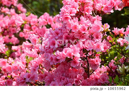 ピンク色の「クルメツツジ」（浮間公園／東京都北区浮間･板橋区船渡） 10655962