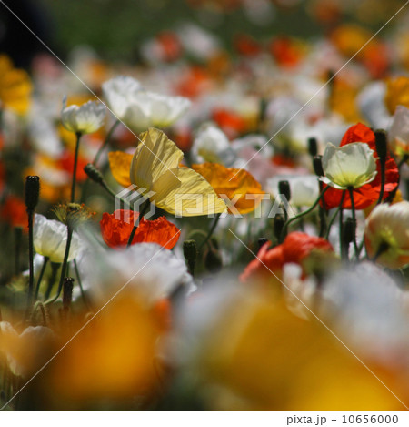 ポピー ポピー 10656000