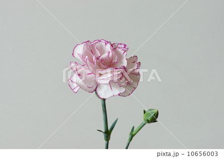 カーネーションの花 カーネーションの花 10656003