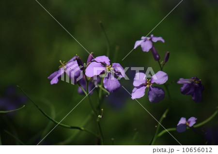だいこんの花 10656012