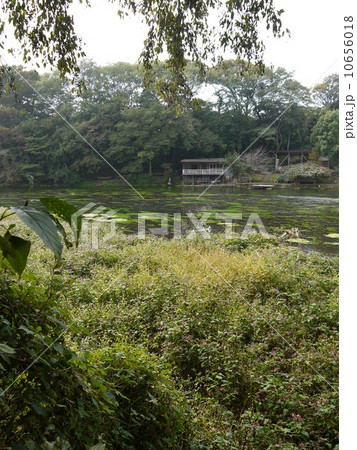 柿田川湧水群 柿田川湧水群 10656018