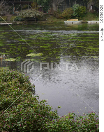 柿田川湧水群 柿田川湧水群 10656026
