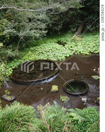 柿田川湧水群 柿田川湧水群 10656029