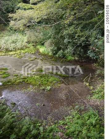 柿田川湧水群 柿田川湧水群 10656036
