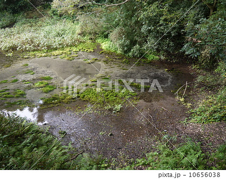 柿田川湧水群 10656038