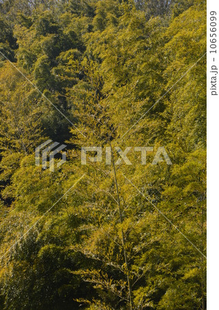 忍城　埼玉県 10656099