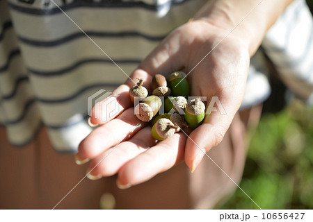 どんぐり 10656427