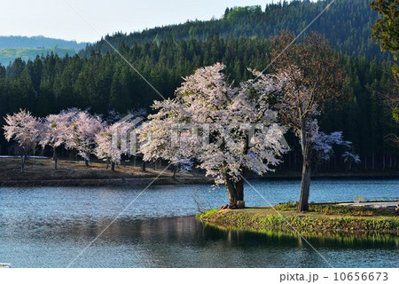 残雪と満開の桜 残雪と満開の桜 10656673