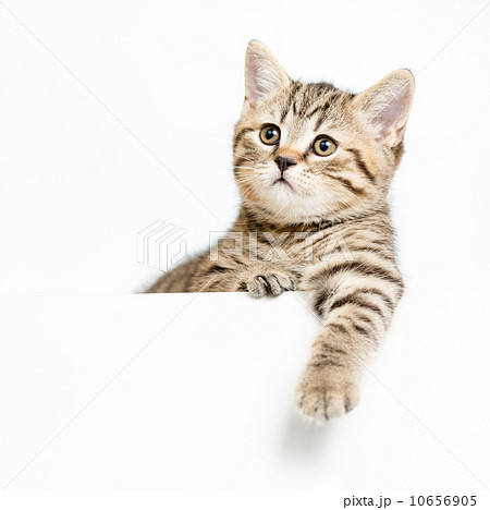 kitten behind white signboard isolated 10656905