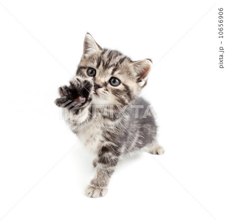 Scottish or british gray kitten gives paw Scottish or british gray kitten gives paw 10656906