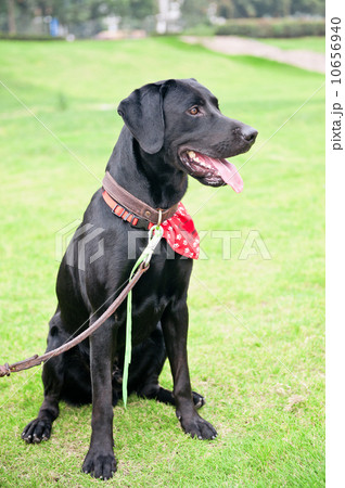 嫁什么犬成语_成语故事简笔画
